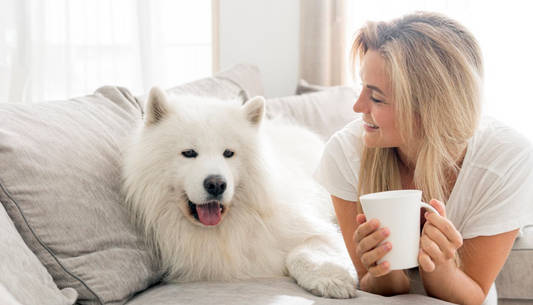 Trucos y productos efectivos para eliminar pelos de mascotas de sofás y alfombras