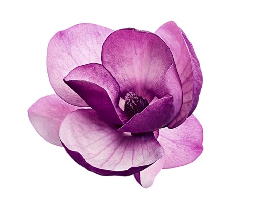 PUNTOMATIC | Cápsulas Tricámara Floral | Detergente Lavadora para Ropa Blanca y de Color | Quitamanchas | 12 lavados