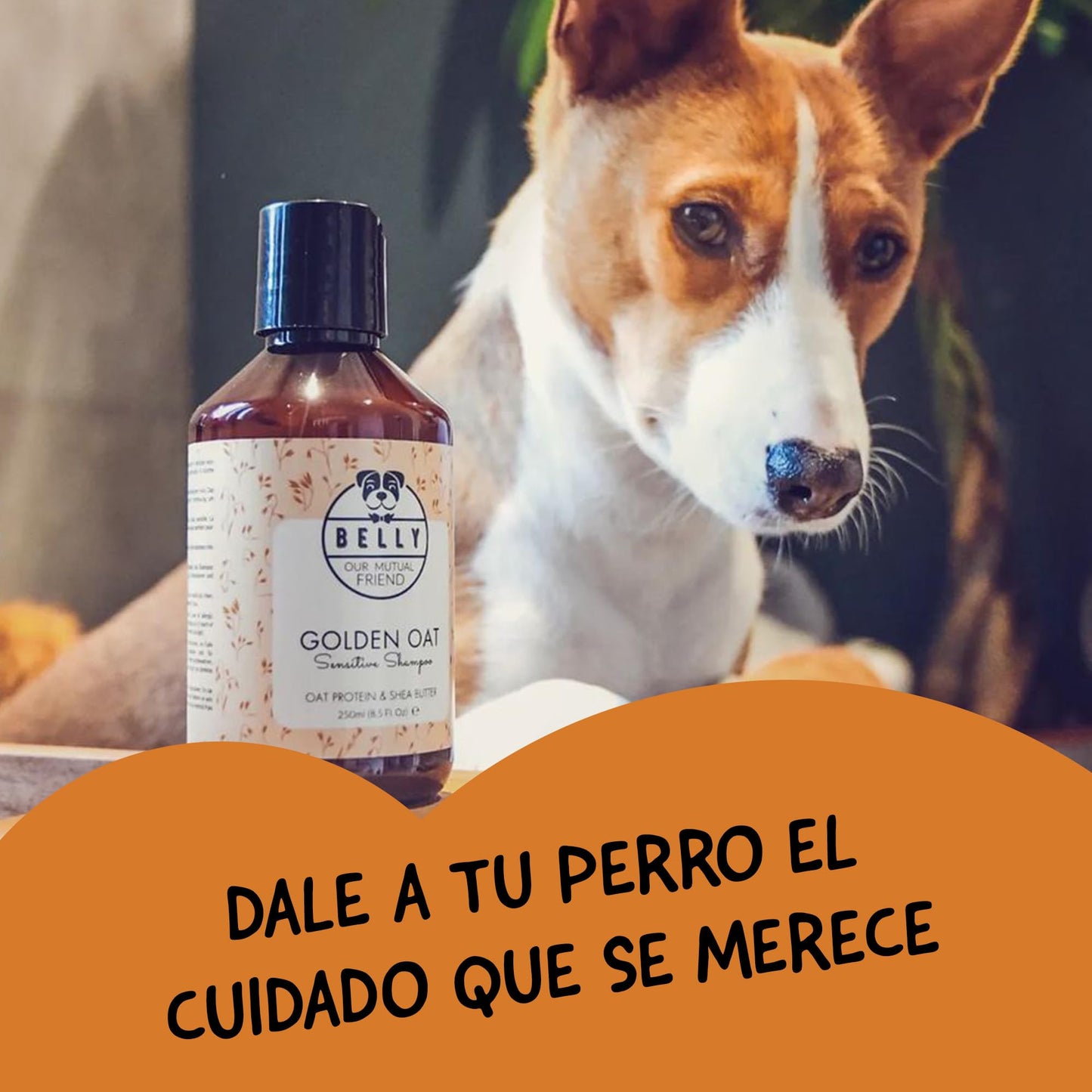 Belly Champú Perros Dermatitis y Picores - Champu para Perros, Calma el Picor y la Irritación - Ideal para Piel Sensible de Cachorros y Adultos - Champu Perros Dermatitis (Avena)