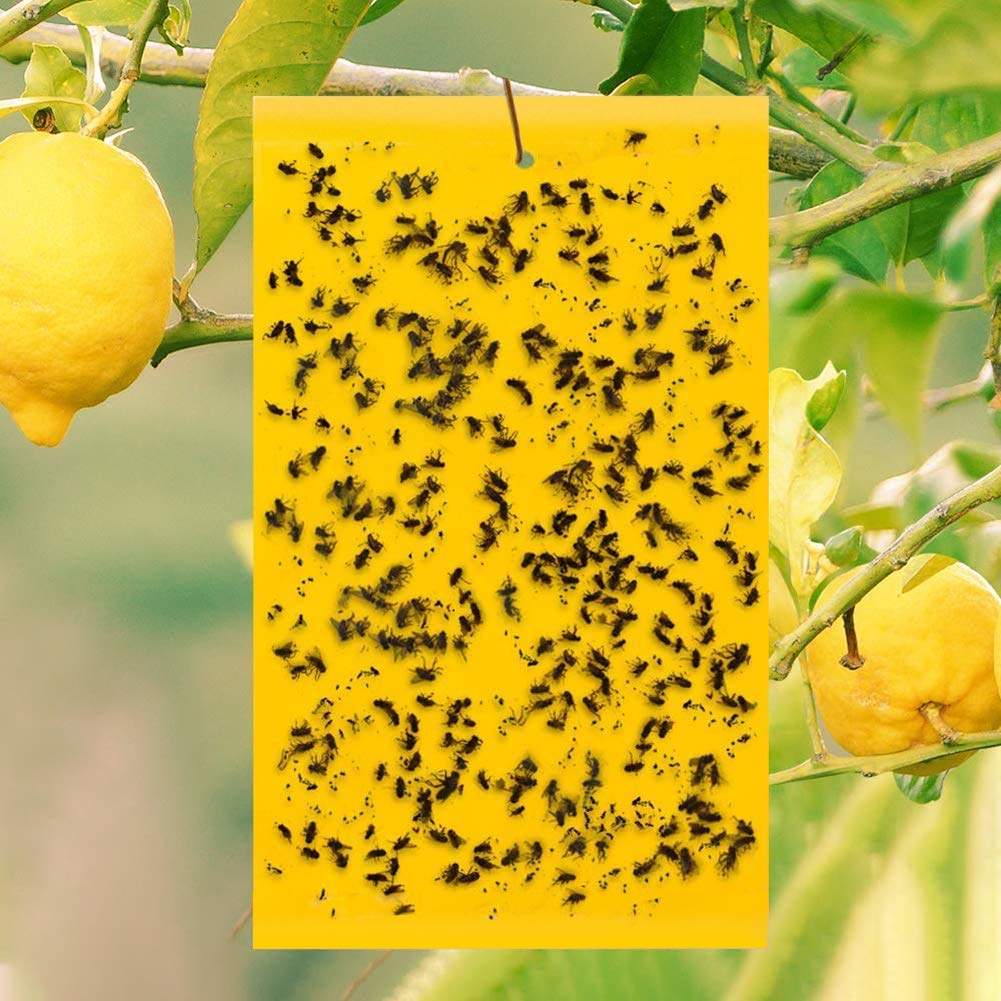 Sunshine smile 40 Piezas Trampa Moscas, Pegatinas Adhesivas de Papel de Mosca Amarillas, atrapamoscas para Plantas, Trampas de Mosca pegajosas (40-Amarillo)