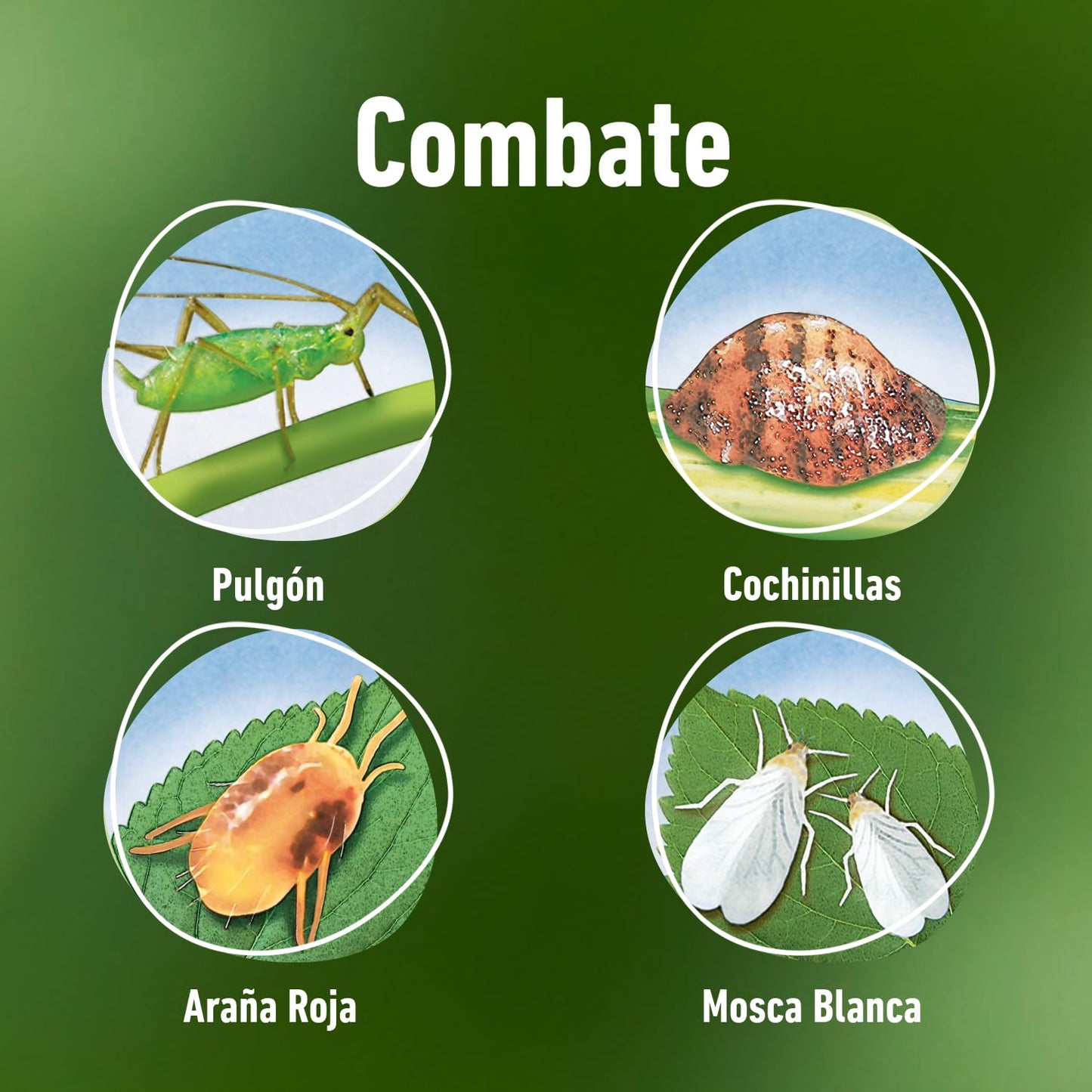 COMPO Bio Insecticida Stop, Insecticida para hortícolas y plantas aromáticas, Apto para agricultura ecológica, Control de plagas en hortalizas y plantas aromáticas, 750 ml