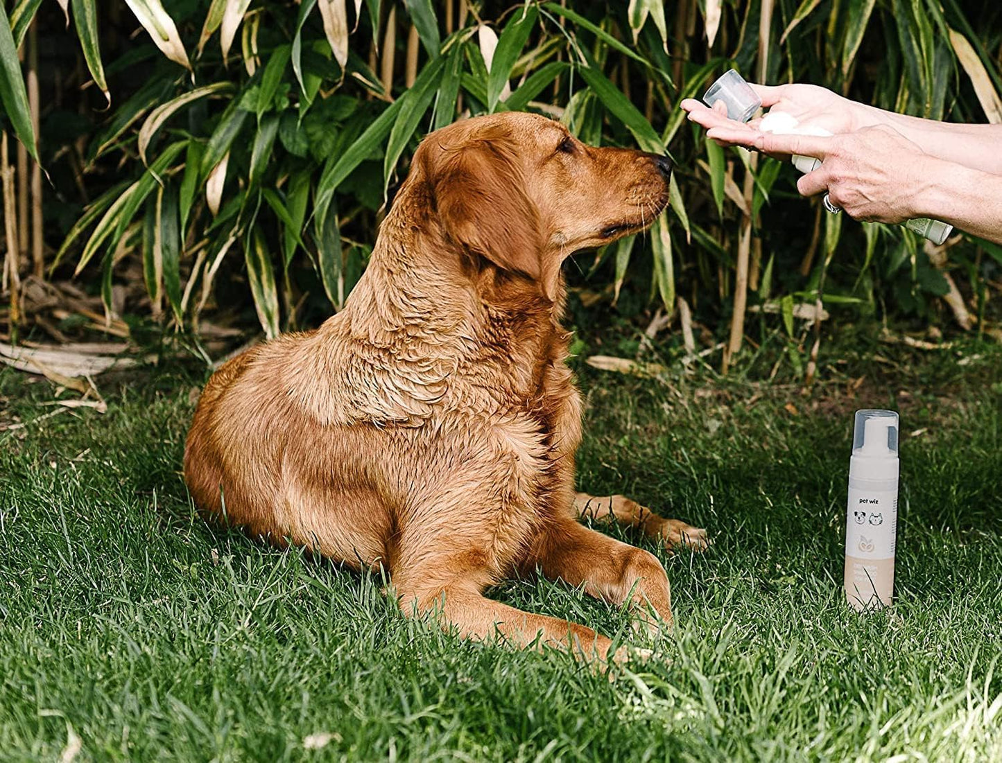 Champú de Lavado en Seco para Mascotas - Suavizante y Desodorante, Ingredientes Naturales, Secado Rápido y No Es Necesario Enjuagar (Aloe y Avena)