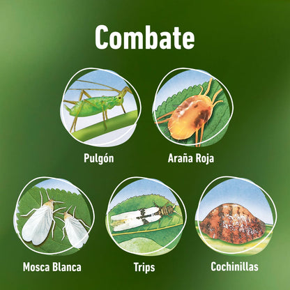 COMPO Aerosol Doble Acción, Insecticida y acaricida, Para jardinería exterior doméstica, 250 ml