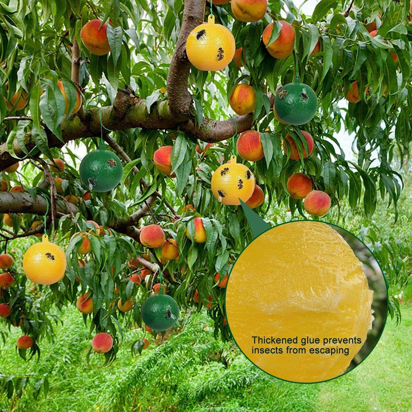 Bola de Trampa para Moscas Colgantes de 10 Piezas, Receptor de Moscas de Fruta Trampa pegajosa, Receptor de plagas al Aire Libre para Planta de Interior, Balcones, Patios, huertos