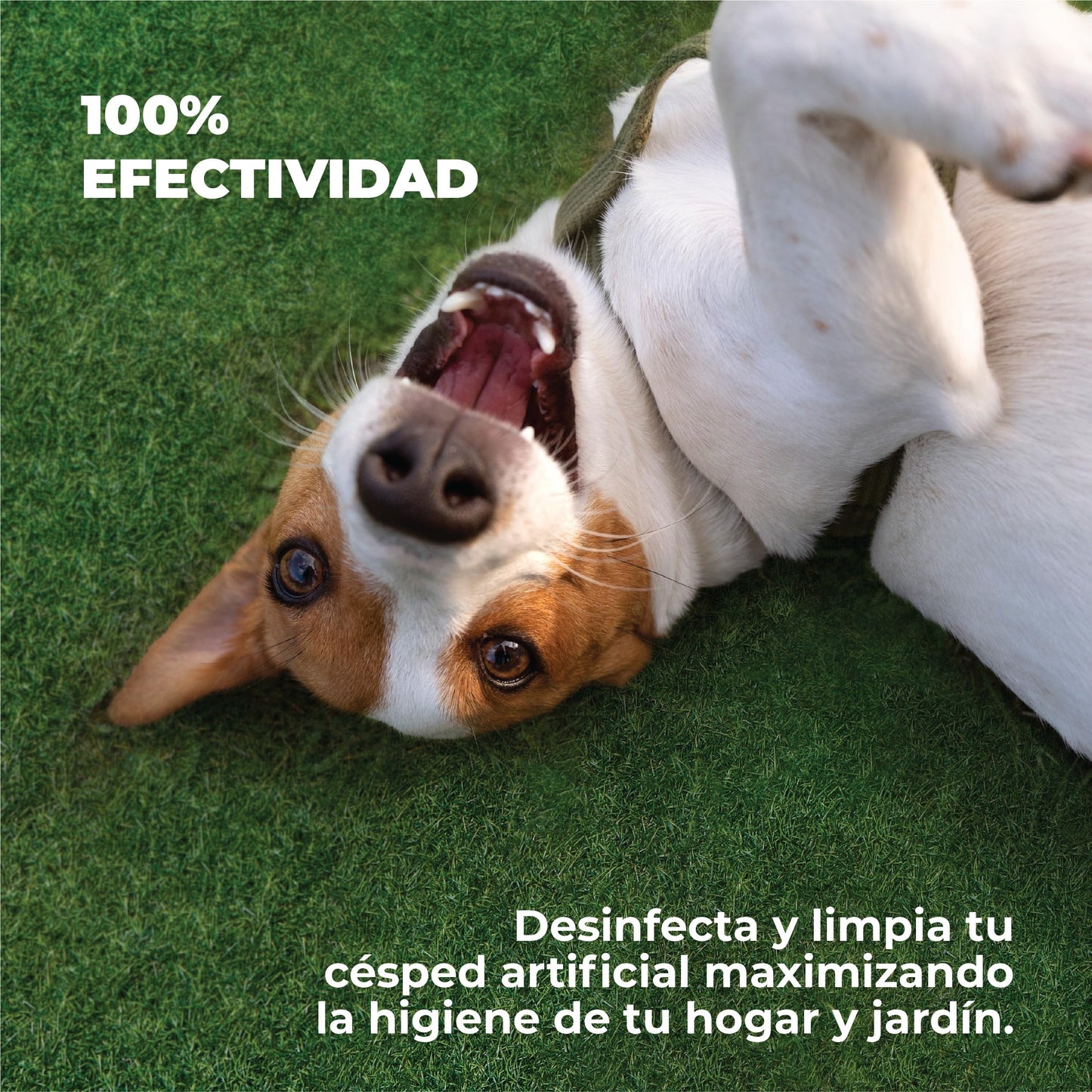 LUCCY Higienizador Césped Artificial 5 litros | Limpiador para Césped Artificial Triple Acción, Higienizador Concentrado, Control de Olores